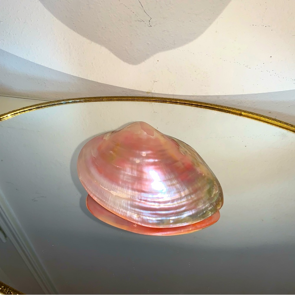 Pink sea shell